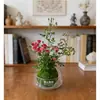 [Con capullos] Planta en maceta de Rosa Princesa hidropónica mini, adecuada para verdor de interior, florece en las cuatro estaciones y es fácil de cuidar como una bola de musgo