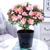 Planta de Camélia Xiangfei em Vaso com Botões Florais Planta de Floração Quatro Estações Muda Fácil de Cultivar Azaleia