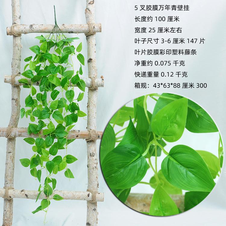 5叉胶膜万年青壁挂