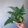 Samambaia Cauda de Lobo em Vaso Samambaia Hidropônica Micro Paisagem Samambaia Pé de Coelho Samambaia Perene Plantas Verdes de Interior para Sala de Estar que Gostam de Sombra