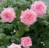 Mudas de rosa, caules maduros, flores de flor grande, plantas verdes, rosas em vaso, varanda interna e externa, todas as estações