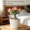 Vasos de Porcelana Branca para Flores Transfronteiriços Amazon Vasos Cerâmicos para Suculentas Simples Criativos Preto e Branco para Interior Vasos para Orquídeas Plantas Verdes