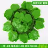 Enredadera Parthenocissus Uva Hoja de Vid Verde Pegada con Goma Decoración de Vid Falsa para Enrollar Tubería Enredadera Verde Plantas Verdes Plantas de Hojas Verdes