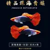 Peixe Guppy, Peixe Tropical, Peixe Ornamental Pequeno, Reprodução, Fêmeas Grávidas, Prontas para Dar à Luz, Fácil de Criar, Resistente e de Vida Longa, Guppies