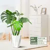 Monstera Deliciosa Sala de Estar Maceta Plantas Verdes Interior Raíces Viejas en Montón Grande Del Suelo al Techo Sala de Estar Junto al Mueble de TV Plantas