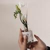 Xiangyu Aromaterapia sin Llama Nicho Asequible Larga Duración Fragancia Neutra Amaderada Aroma Ligero Aceite Esencial de Aromaterapia Natural de Alta Gama para Uso en Interiores