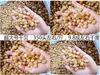 Columna de vieira seca Guangxi Beihai al por mayor seca ligera 200 cabezas 350 cabezas 400 cabezas mariscos secos crudos 500g gachas