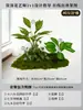 Musgo para Paisajismo de Plantas Verdes Plantas Artificiales Decoración Flores Artificiales Combinación Tropical para Interiores Paisaje de Ventana Persa Arreglo de Césped