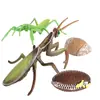 Set de 4 Figuras Realistas de Mantis Religiosa e Insectos Modelos de Bichos de PVC para Niños Juguetes Educativos del Ciclo de Vida de los Insectos Decoraciones para Amantes de la Naturaleza