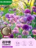 Bulbos de Cebola Flor Grande Importados da Holanda, Adequados para Plantio em Jardins de Embaixada e Varandas, Resistentes, Perenes, Floração Multi-Estação, Fáceis de Cultivar e Podem Ser Plantados em Vasos