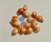 Sementes de bulbos de tulipa, bulbos holandeses de pétala única 5 graus, flores em vaso para interior, florescendo o ano todo, fáceis de cuidar, adequadas para cultivo hidropônico, atacado