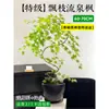 Planta Verde de Arce Dorado Fluyente en Maceta Bonsái de Interior Tocón Viejo Planta de Escritorio de Oficina Fácil de Cuidar Todas las Estaciones Arce Zen