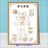 Diagrama esquemático del sistema anatómico visceral humano. Póster médico de pared con diagrama de la estructura del corazón y los órganos humanos.