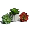 Planta Suculenta de Cactus, Loto de Piedra, Baolian, Loto de Nieve, Planta Suculenta Mini en Maceta, Decoración Llamativa, Joyería