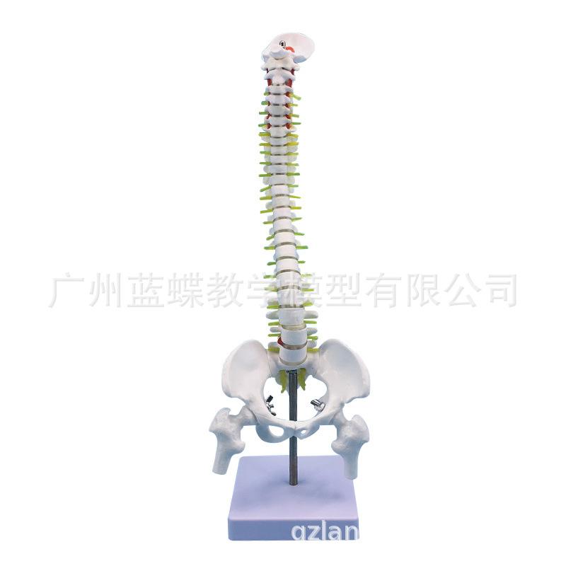 45立式脊柱带骨盆及股骨-主图5