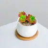 Combinación de Plantas Suculentas Pequeñas en Maceta para Interiores Suculentas Fáciles de Cuidar Plantas Verdes de Escritorio Flores con Maceta Paquete para Principiantes