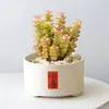 Conjunto fofo de plantas de interior para mesa para jardim de infância, fácil de cultivar e cuidar, pequenas plantas em vasos
