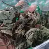 Hojas de Morera, Hojas de Morera, Hojas de Morera, Hojas de Morera Venta al por Mayor Dropshipping