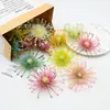 Flores Artificiales Plástico Aguja-Aguja Crisantemo Transfronterizo Más Vendido Caja de Flores Corona de Navidad Arreglo Floral Sombrero de Doctor Decoración DIY Crisantemo Pinza de Cangrejo