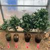 Dropshipping Plántulas de Camelia Xiangfei Plantas de Camelia en Maceta Florecen en Todas las Estaciones y Son Buenas para Alimentar Interiores Sala de Estar Balcón Exterior