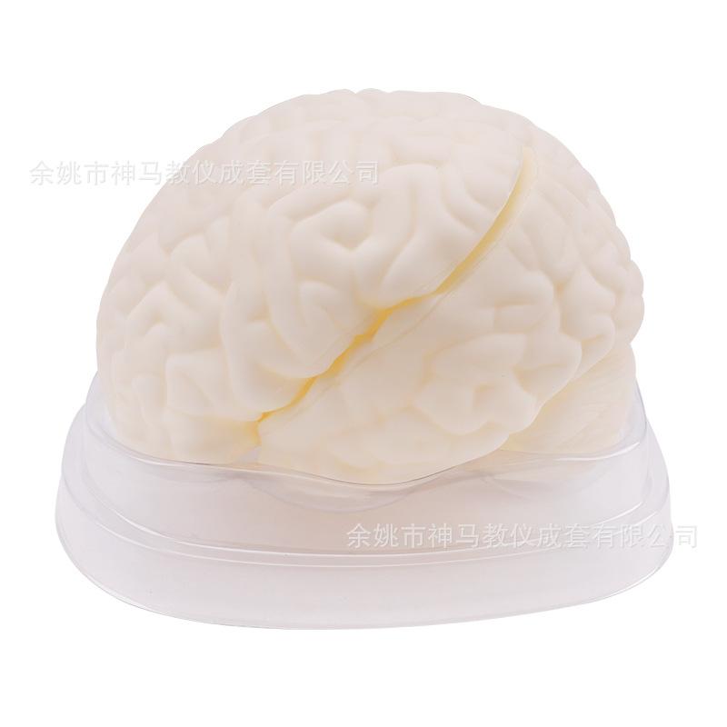 脑解剖模型-4