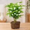 Jazmín hidropónico con capullos, flores de corte fresco, envío directo desde la base de Yunnan, arreglo floral para el hogar, planta verde de interior, florece todo el año
