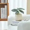 Ins Jiuli Escandinavo Planta Verde Fragante en Maceta Florales Oficina Sala de Estar Escritorio Interior Adornos Purificar el Aire y Eliminar Formaldehído