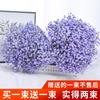 Yunnan Kunming Dounan Céu Estrelado flores secas naturais pesando Jin vendendo buquê grande de sala de estar fresca para decoração de casa frete grátis
