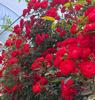 Plántulas de Rosas Amarillas Fragantes, Plantas Trepadoras con Fuerte Fragancia, Flores de Rosas Rojas Fragantes, Patio Trepadora Rosa Blanca Fragante Plántulas Grandes