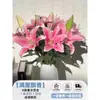 Flores Que Florescem por Muito Tempo e São Fáceis de Cultivar, Lírios, Sino dos Ventos, Flores de Corte Frescas, Plantas Hidropônicas de Cabelo Reto de Yunnan, Rosas, Arranjos de Flores de Interior
