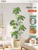 Plantas Verdes Artificiais de Alta Qualidade para Decoração de Sala de Estar, Planta Realista Falsa de Figueira-da-Índia Preta para Decoração de Sala de Transmissão ao Vivo