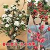 Las Diez Flores Famosas de China Flor de Begonia Maceta Pila Vieja Planta Resistente al Frío Flor Perezosa Fácil de Cultivar Próspera Casa Todo el Año Begonia