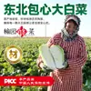 Col encurtida casera del noreste Yuyuan, una especialidad de las grandes granjas, col entera encurtida con ácido láctico, col rallada para relleno de dumplings