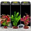 Plantas de Acuario, Decoraciones de Paisajismo con Césped Real, Plantas Aptas para Principiantes, Crisantemo Verde Ciempiés, Plantas de Sombra, Piedra Volcánica, Plantas Verdes Purificadoras de Agua