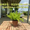 Planta em Vaso Aspargo Cauda de Raposa, Planta Ornamental de Jardim, Planta Verde Decorativa para Varanda Interna, Perene Sempre Verde
