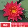 Planta hidropónica de nenúfar con envío directo, loto cultivado en agua durante todo el año, flor de loto en maceta, estanque de agua, nenúfar grande, raíz.