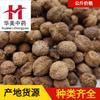 1000 Gramas de Amomum Villosum (Safranal) Erva Medicinal Chinesa, Disponível para Fornecimento Atacadista, com Fornecimento Doméstico Estável de Yangchun