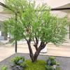 Árbol de Oliva de Gama Alta Grande de Pie Planta Verde Simulada Decoración de Paisaje Interior y Exterior Ventana Elegante Sala de Té Paisajismo Árbol Falso