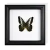 Marco de Fotos con Espécimen de Mariposa Real, Mariposa Cola de Golondrina con Bandas Verdes, Regalo de Cumpleaños, Regalo para el Día del Maestro, Graduación, Regalo de Vacaciones, Se Puede Colgar en la Pared