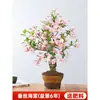 Planta en Maceta Begonia Corona de Longevidad Nativa Japonesa Bonsái de Interior Flores Dobles Florece Todo el Año Fácil de Cuidar Planta con Flores Resistente