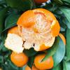 Una pieza de Dropshipping con Fruta Enviada Plántulas Grandes de Naranja Dulce Naranja de Azúcar en Maceta Siembra en Tierra Plantación Norte y Sur Naranja de Azúcar sin Semilla