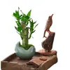 Planta de Vaso Bambu Lótus Festival das Flores Jie Jie Gao Desktop Hidropônico Planta Verde Fácil de Cuidar Bambu Wenchang Bambu Rico Sala de Estar Planta de Interior