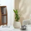 Ins Jiuli Escandinavo Planta Verde Fragante en Maceta Florales Oficina Sala de Estar Escritorio Interior Adornos Purificar el Aire y Eliminar Formaldehído