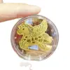 Concha de Agua Oro Puro 2mg Pegatina que Atrae Dinero para Teléfonos, Pegatina de Oro 999 de Venta Caliente, Regalo para Transmisión en Vivo de Inauguración de Tienda de Oro, Venta al por Mayor