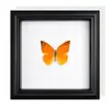 Marco de Fotos con Espécimen de Mariposa Real, Mariposa Cola de Golondrina con Bandas Verdes, Regalo de Cumpleaños, Regalo para el Día del Maestro, Graduación, Regalo de Vacaciones, Se Puede Colgar en la Pared