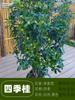 Un retoño de osmanthus, grandes flores de osmanthus de cuatro estaciones, elixir dorado del alto poste nativo del patio de agosto, pabellón Tianxiang Shen