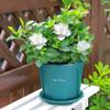 Vaso de galão verde de controle de raiz Green Hill engrossado raiz não podre Vaso de galão rosa verde rosa vaso de flores carnudo plantando vaso