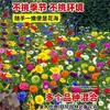 Semillas de Combinación de Flores Silvestres Florecen en Todas las Estaciones, Cosmos, Flores Gesang de Colores, Semillas de Flores Fáciles de Cultivar, Semillas de Flores para Paisajismo de Patio