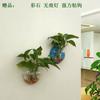 Maceta Acrílica de Pared Hidropónica para Pothos, Botella, Colgante de Pared, Pecera, Decoración de Pared, Restaurante, Sala de Estar, Pared de Fondo, Maceta