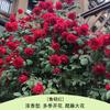 Rosa Grande Muda Flor de Rosa Muda Trepadeira Rosa Floresce em Todas as Estações Flores Extra Grandes Fragrância Forte Planta Trepadeira Rosa Flor de Parede Rosa Planta em Vaso